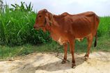 Vrindavan Farm Cows