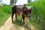 Vrindavan Farm Cows