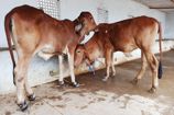 Vrindavan Farm Cows