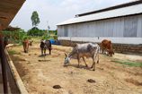 Vrindavan Farm Cows