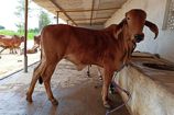 Vrindavan Farm Cows