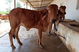 Vrindavan Farm Cows