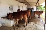 Vrindavan Farm Cows