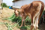 Vrindavan Farm Cows