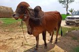 Vrindavan Farm Cows