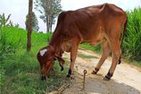 Vrindavan Farm Cows