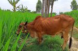 Vrindavan Farm Cows