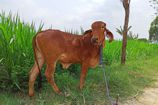 Vrindavan Farm Cows