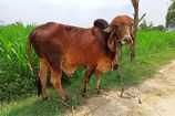 Vrindavan Farm Cows