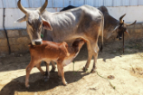 Vrindavan Farm Cows