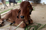 Vrindavan Farm Cows