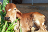 Vrindavan Farm Cows