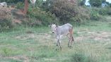 Desi Cows