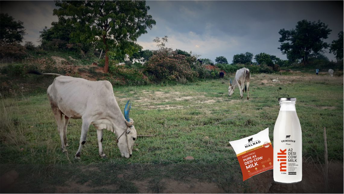 Desi Cows Grazing in the forest