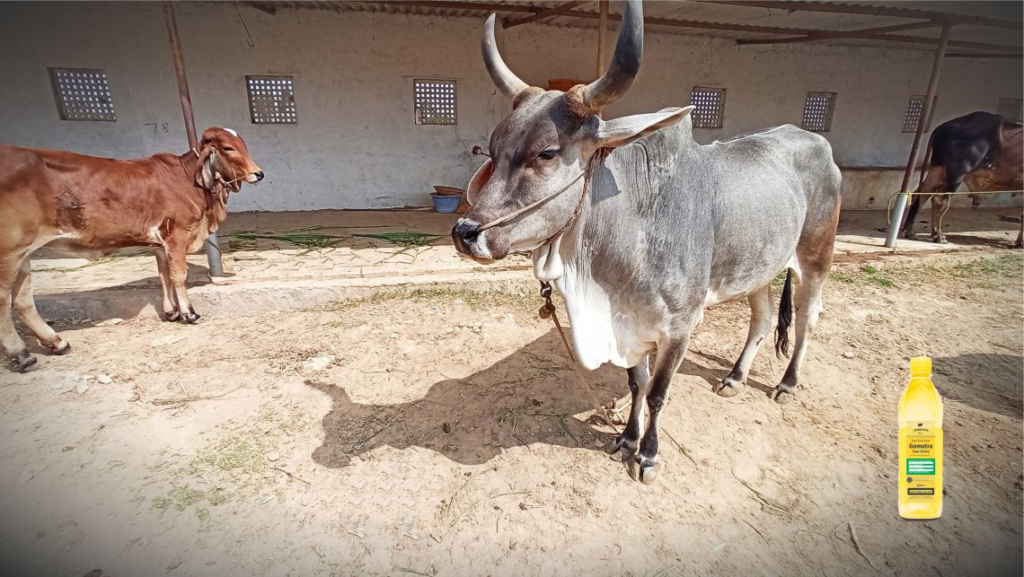 Desi cow